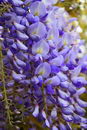 Common laburnum
